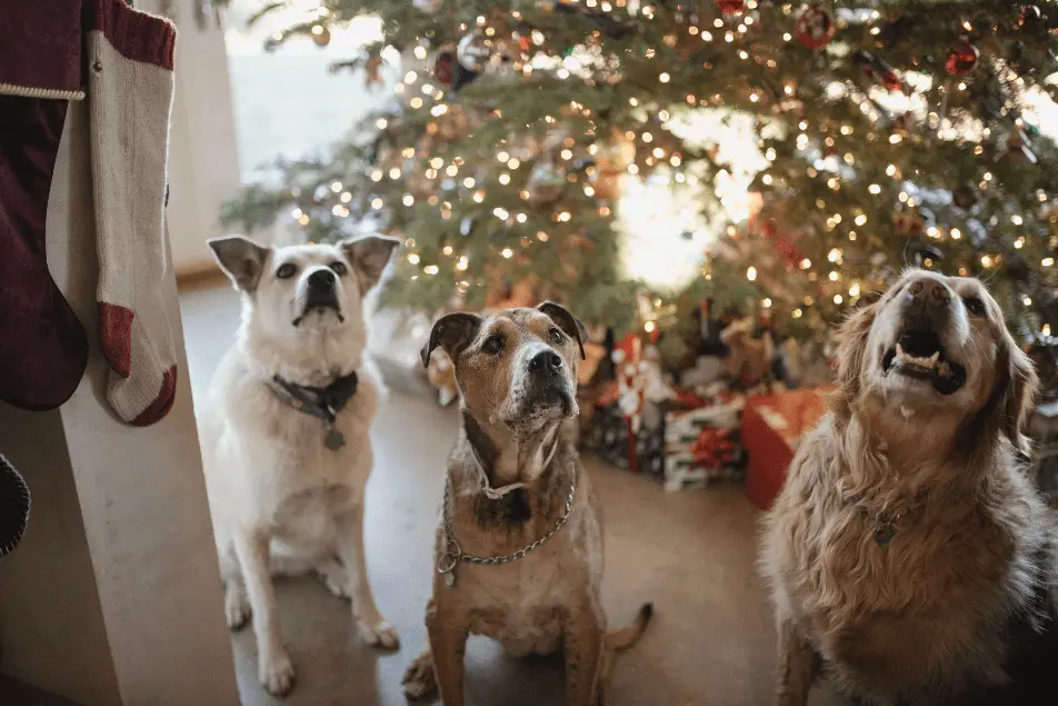 Mit szeretne IGAZÁN a kutyád karácsonyra?