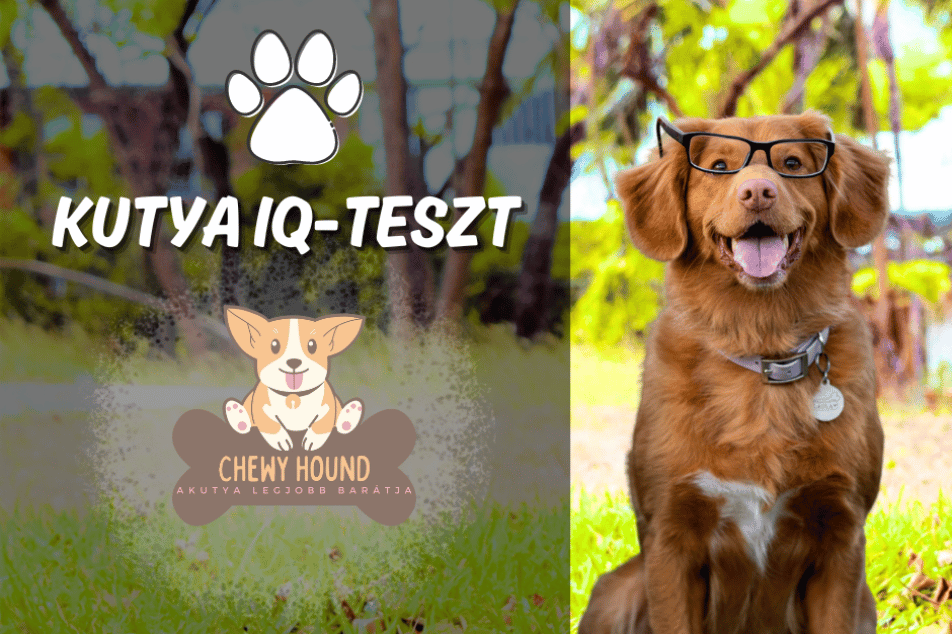 Kutya IQ teszt – Derítsd ki, mennyire okos a kutyusod!